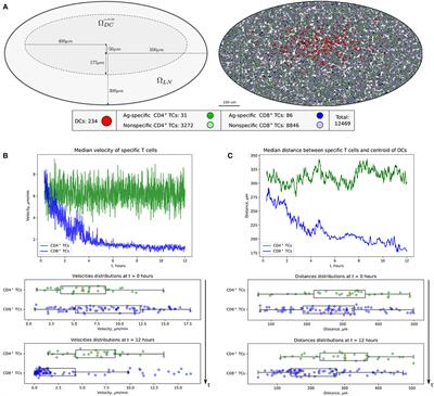 Corrigendum: Spatial Lymphocyte Dynamics in Lymph Nodes Predicts the Cytotoxic T Cell Frequency Needed for HIV Infection Control